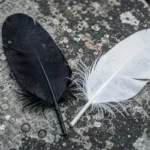 Plume noire et plume blanche posées côte à côte sur une pierre grise, symbolisant l'harmonie des opposés