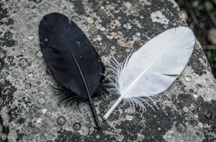 Plume noire et plume blanche posées côte à côte sur une pierre grise, symbolisant l'harmonie des opposés